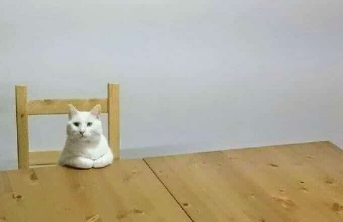 28 motivos para ter um gato em sua vida 24