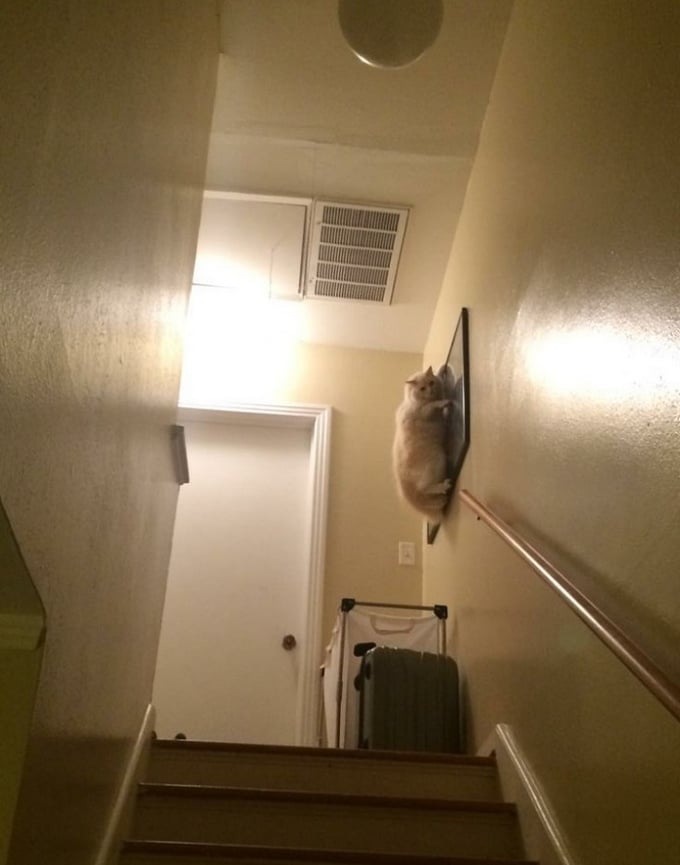 28 motivos para ter um gato em sua vida 28