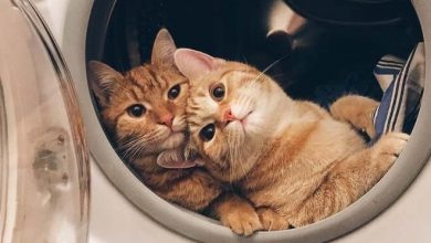 28 motivos para ter um gato em sua vida 24