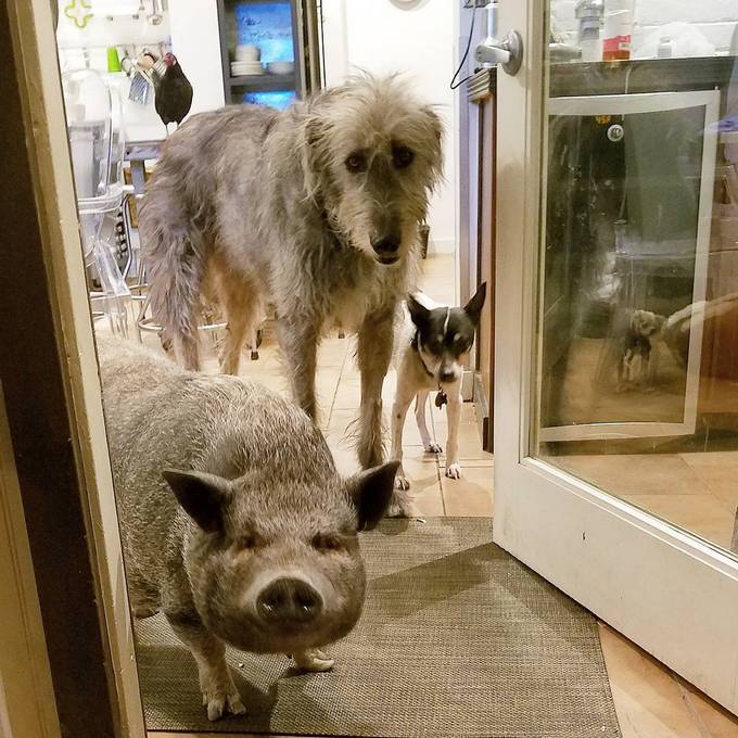 14 amizades animais incomuns que poderiam derreter o coração de qualquer pessoa 8