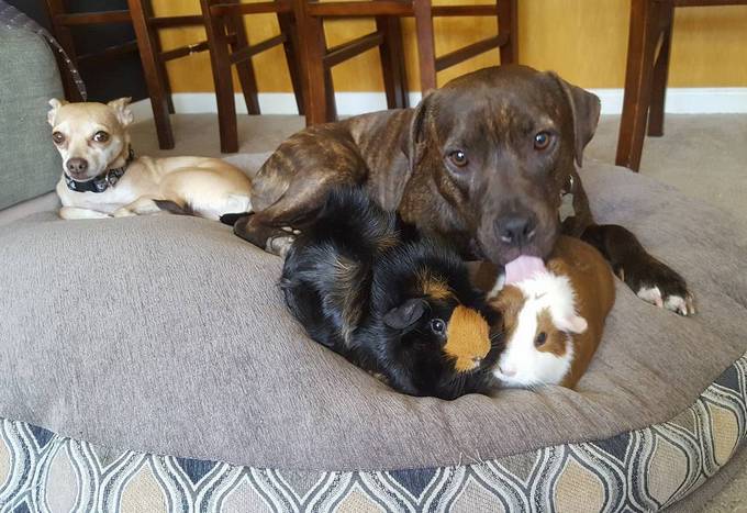 14 amizades animais incomuns que poderiam derreter o coração de qualquer pessoa 9