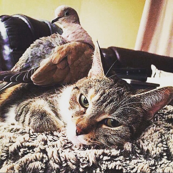 14 amizades animais incomuns que poderiam derreter o coração de qualquer pessoa 10