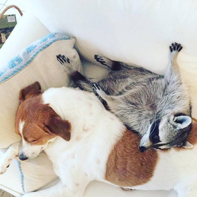 14 amizades animais incomuns que poderiam derreter o coração de qualquer pessoa 11