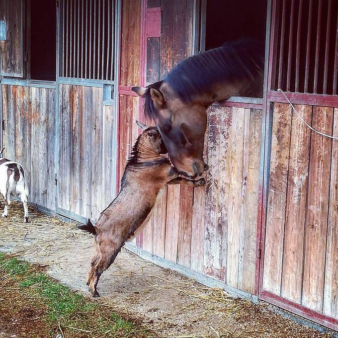 14 amizades animais incomuns que poderiam derreter o coração de qualquer pessoa 13