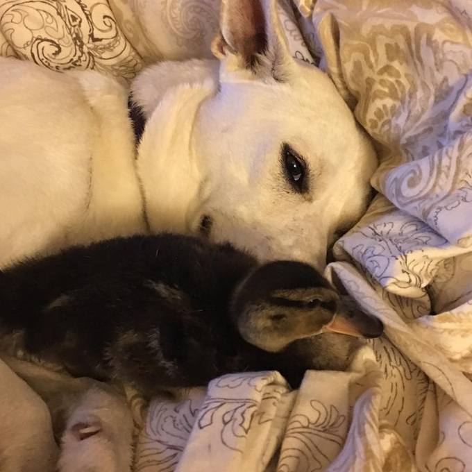14 amizades animais incomuns que poderiam derreter o coração de qualquer pessoa 14
