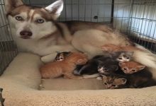14 amizades animais incomuns que poderiam derreter o coração de qualquer pessoa 43