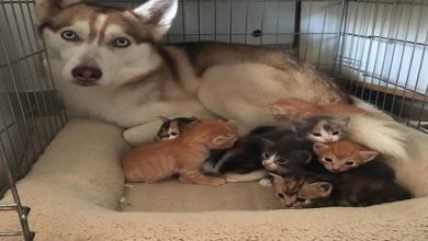 14 amizades animais incomuns que poderiam derreter o coração de qualquer pessoa 6
