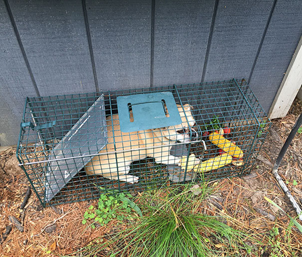 25 cachorros idiotas que vão te atacar 12