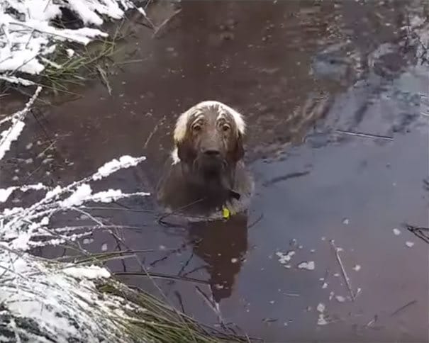 25 cachorros idiotas que vão te atacar 23