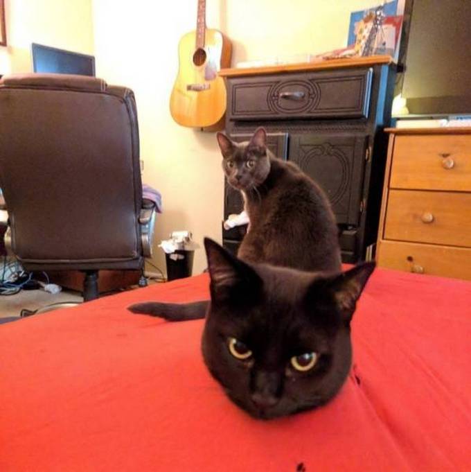 Seus olhos não serão capazes de processar isso (30 fotos) 26