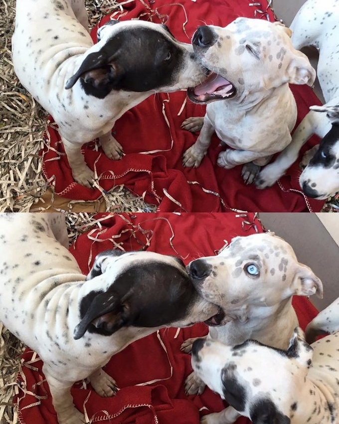 Todo mundo já ouviu falar que os cães são o melhor amigo do homem (20 fotos) 1