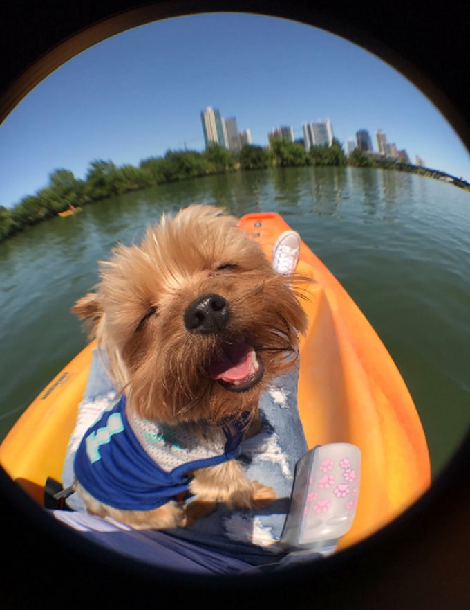 Todo mundo já ouviu falar que os cães são o melhor amigo do homem (20 fotos) 3