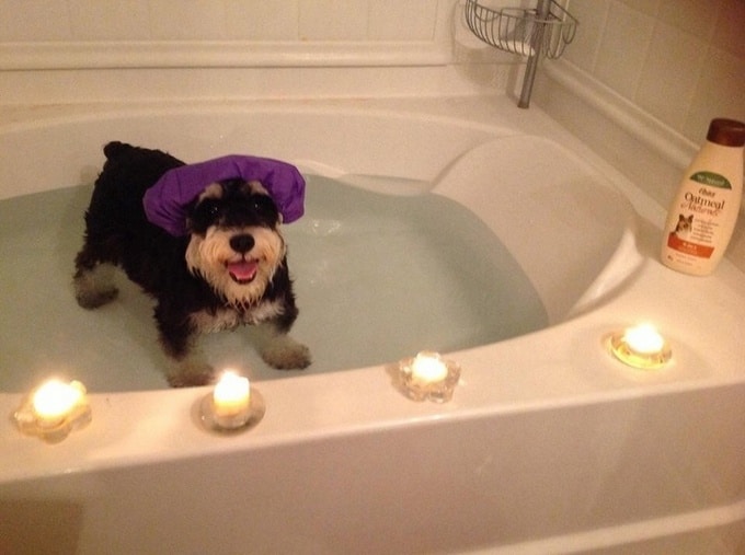 Todo mundo já ouviu falar que os cães são o melhor amigo do homem (20 fotos) 6