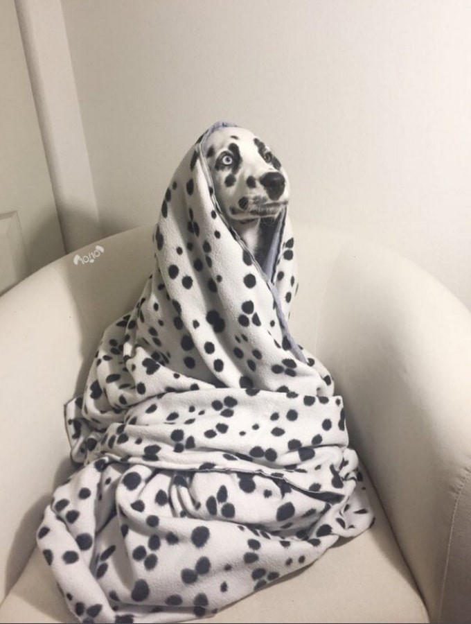 Todo mundo já ouviu falar que os cães são o melhor amigo do homem (20 fotos) 9