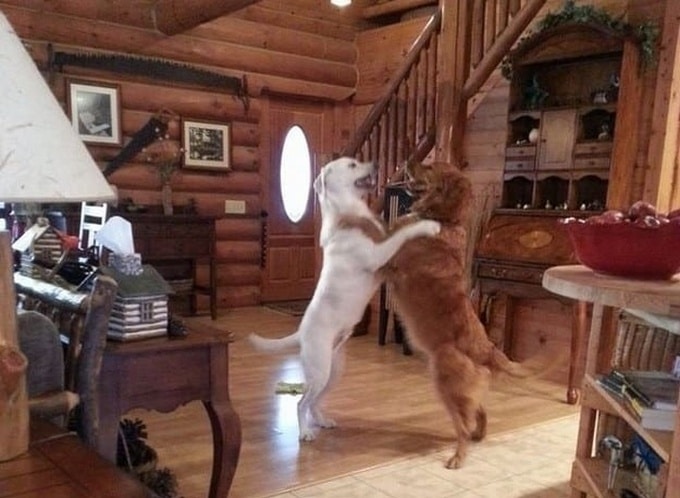 Todo mundo já ouviu falar que os cães são o melhor amigo do homem (20 fotos) 18