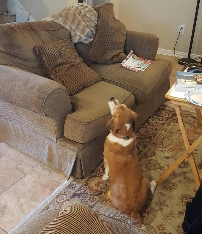 Todo mundo já ouviu falar que os cães são o melhor amigo do homem (20 fotos) 19