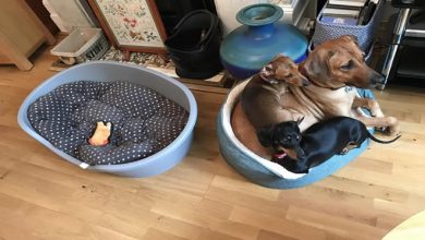 Todo mundo já ouviu falar que os cães são o melhor amigo do homem (20 fotos) 43