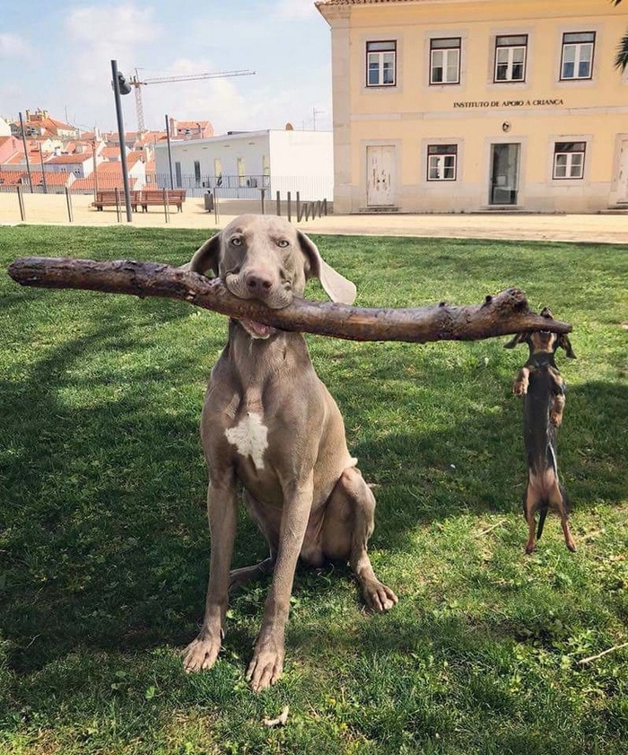 19 animais que domina a arte do trabalho em equipe 11