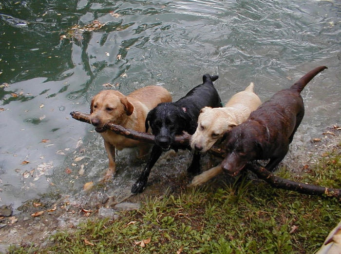 19 animais que domina a arte do trabalho em equipe 12