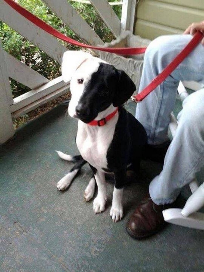 16 fotos de animais provando que a natureza tem um ótimo senso de humor 8