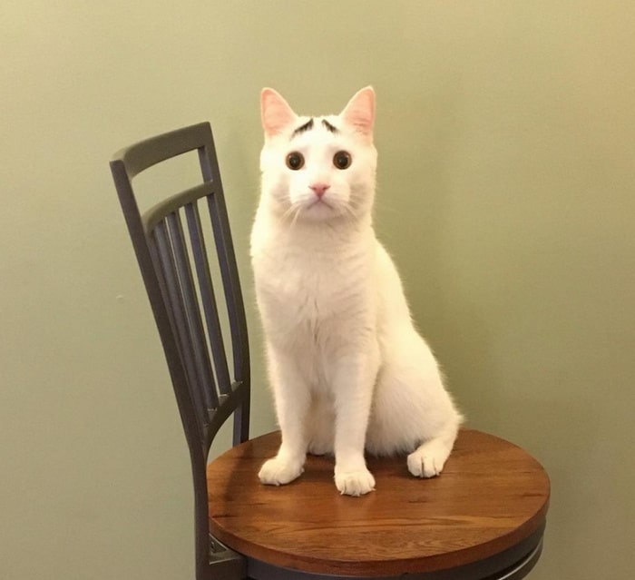 16 fotos de animais provando que a natureza tem um ótimo senso de humor 14