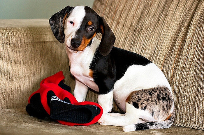 16 fotos de animais provando que a natureza tem um ótimo senso de humor 15