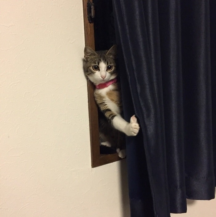 24 fotos de animais que nos fazem chorar de rir 3