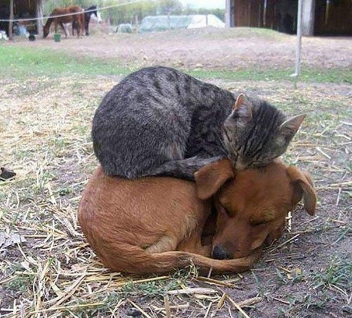 24 fotos de animais que nos fazem chorar de rir 11