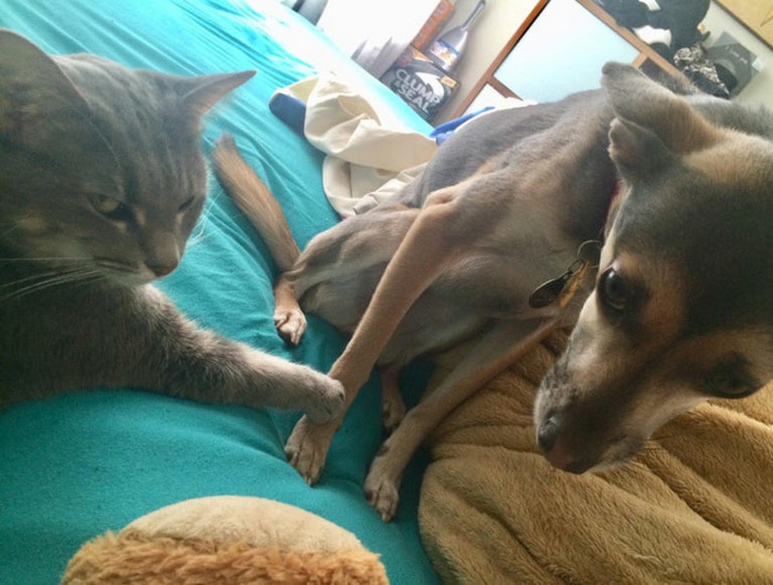 24 fotos de animais que nos fazem chorar de rir 13