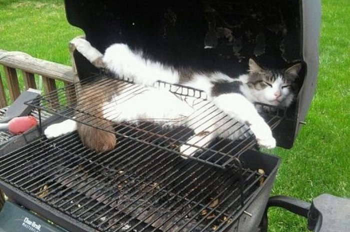 24 fotos de animais que nos fazem chorar de rir 17