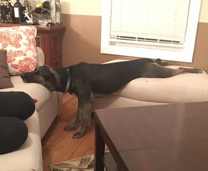 24 fotos de animais que nos fazem chorar de rir 18