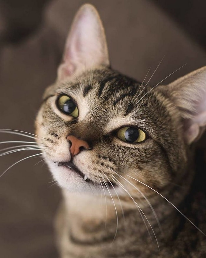 24 fotos de animais que vão fazer você sorrir 2