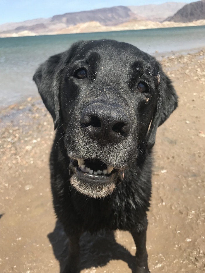 24 fotos de animais que vão fazer você sorrir 3