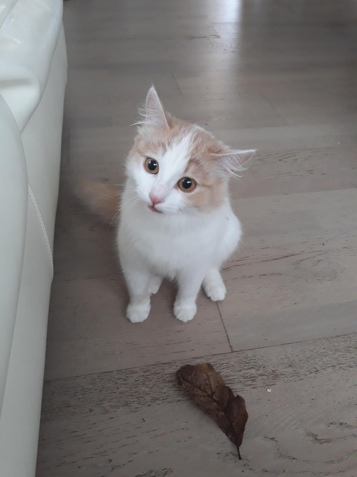 24 fotos de animais que vão fazer você sorrir 16