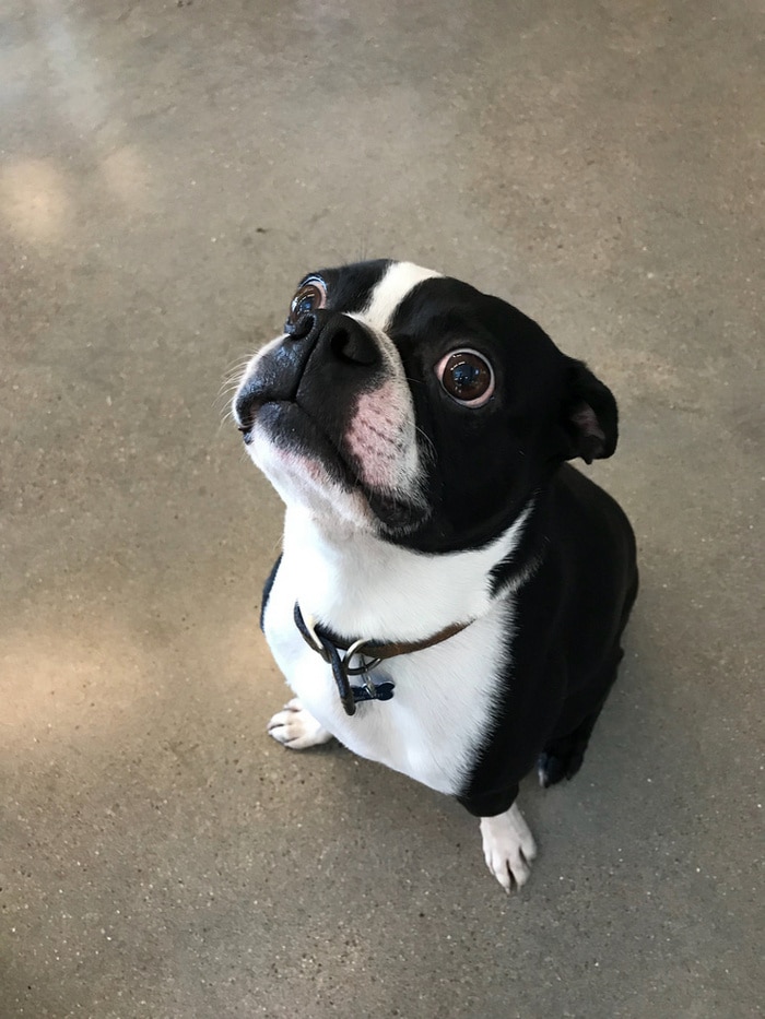 24 fotos de animais que vão fazer você sorrir 19