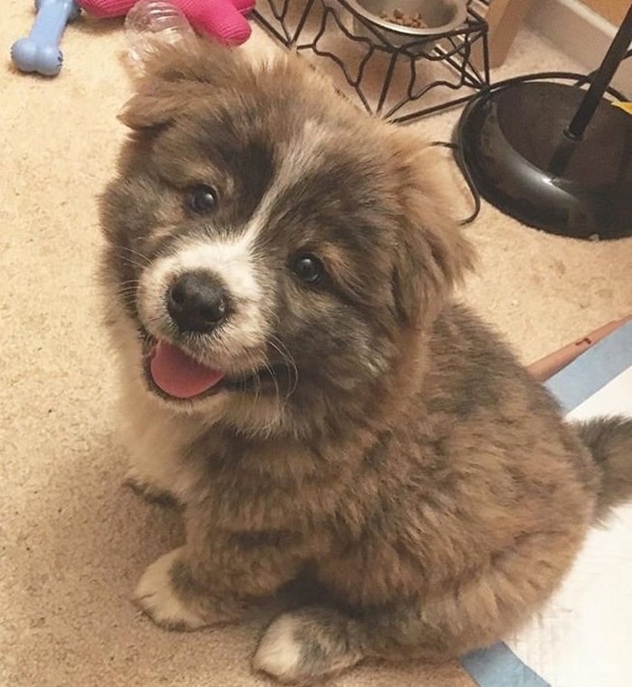 24 fotos de animais que vão fazer você sorrir 21