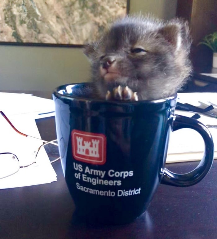 24 fotos de animais que vão fazer você sorrir 22