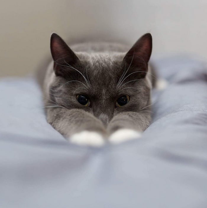 24 fotos de animais que vão fazer você sorrir 23