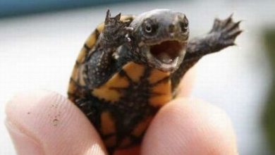24 fotos de animais que vão fazer você sorrir 20