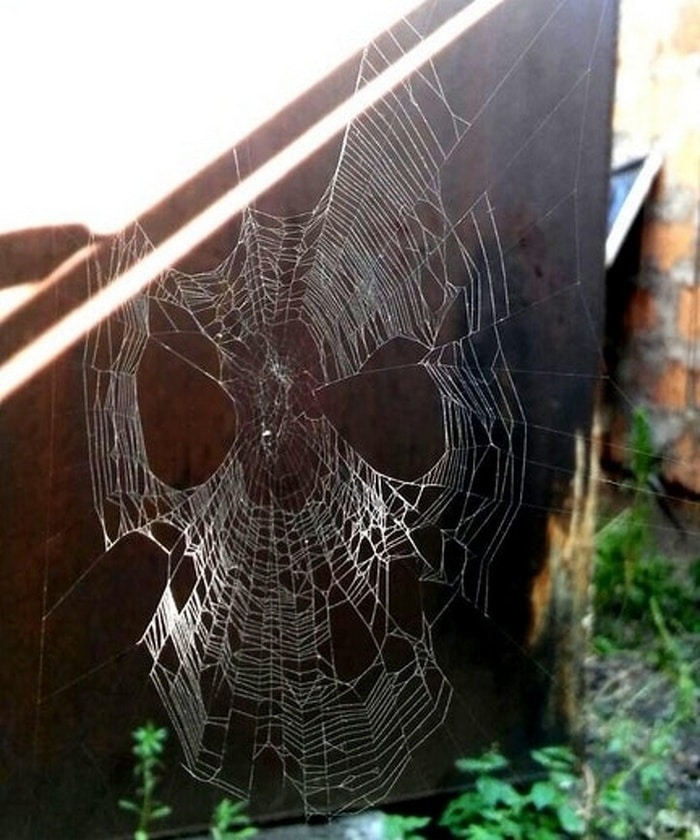 27 fotos desconcertantes nós lutamos para compreender 8