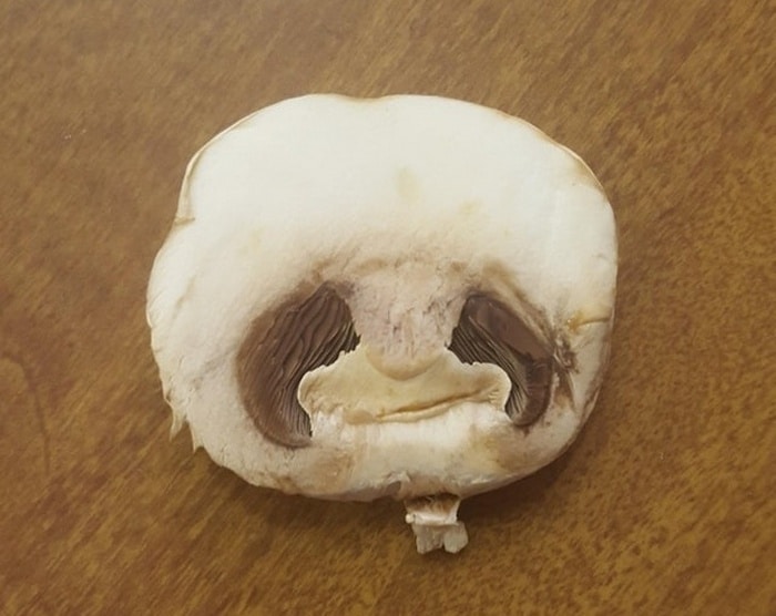 27 fotos desconcertantes nós lutamos para compreender 13