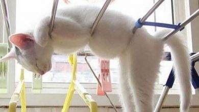 31 fotos provando que os gatos são criaturas hilariantes 23