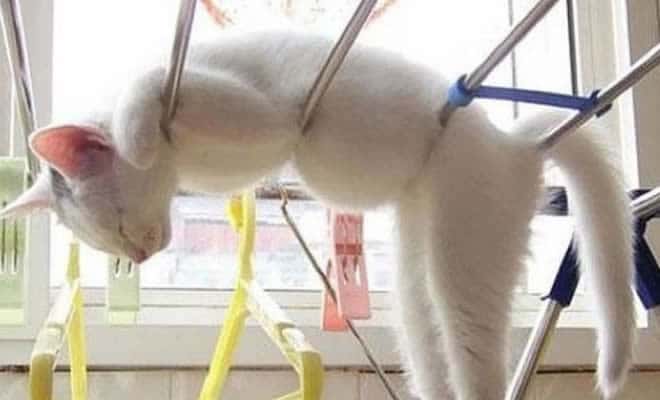 31 fotos provando que os gatos são criaturas hilariantes