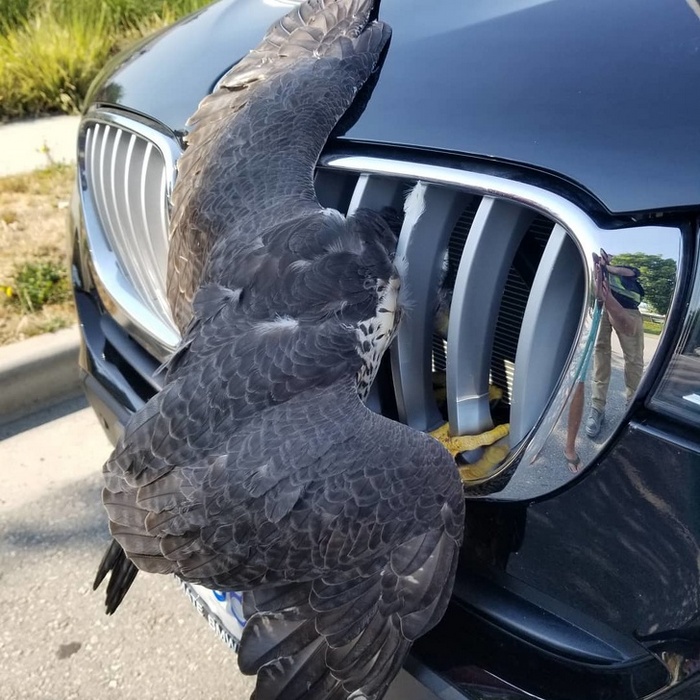 21 fotos que aumentam o nível de adrenalina no sangue 16