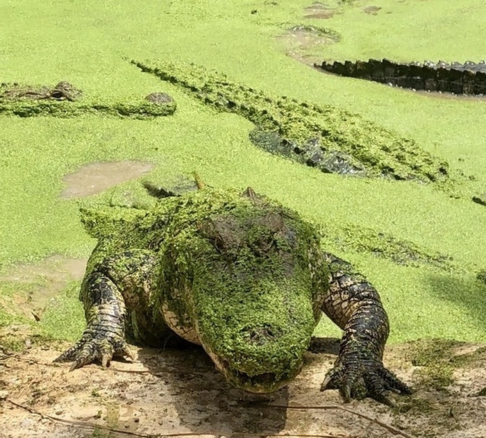 21 fotos que aumentam o nível de adrenalina no sangue 20