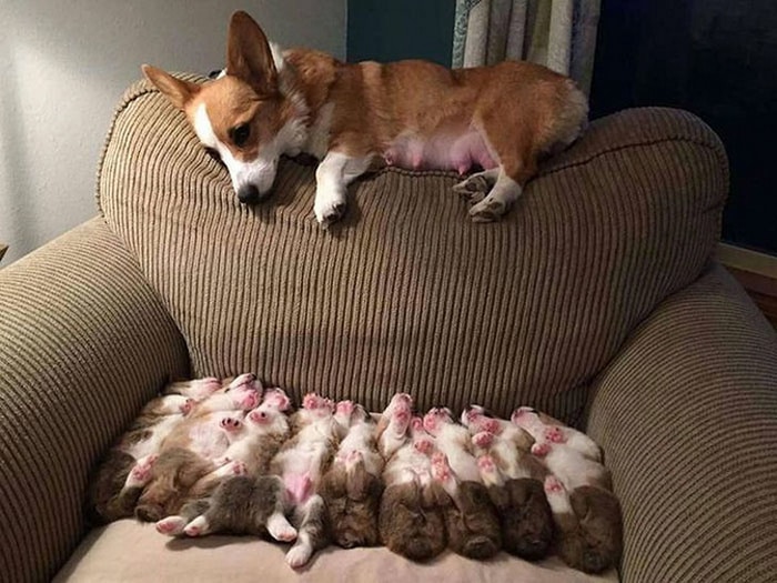 24 motivos para ter um animal de estimação agora mesmo 1