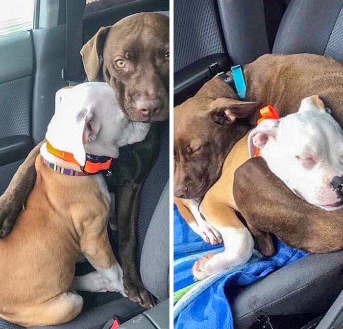 25 animais que contam uma história completa sem dizer uma palavra 4 Conheça Daisy e Luna. Daisy tem medo de passeios de carro, então Luna faz o seu melhor para acalmá-la