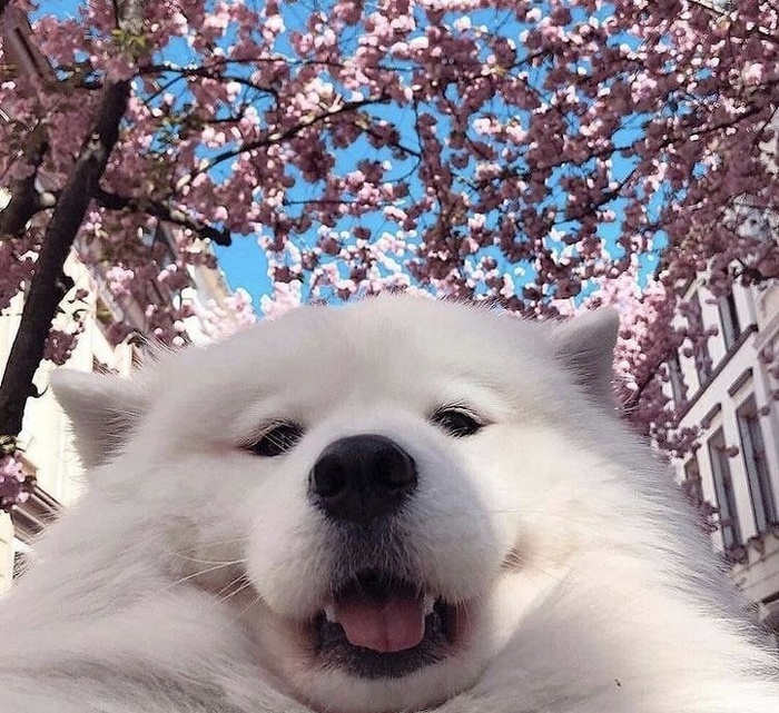 25 animais que contam uma história completa sem dizer uma palavra 5 Quando você não tem medo de ligar a câmera frontal porque sabe que é incrível