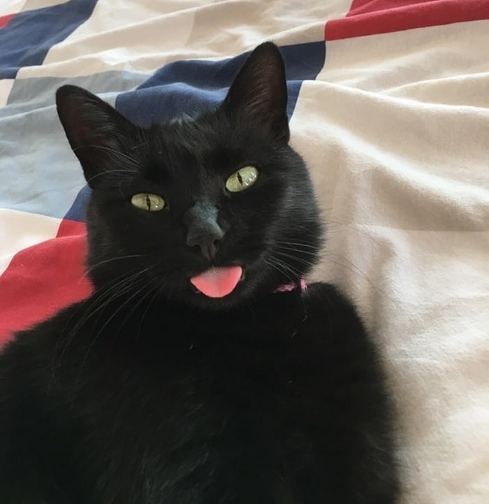 25 animais que contam uma história completa sem dizer uma palavra 6 Fui trabalhar agora, e meu gato ficou em casa dormindo. Ele está zombando de mim.