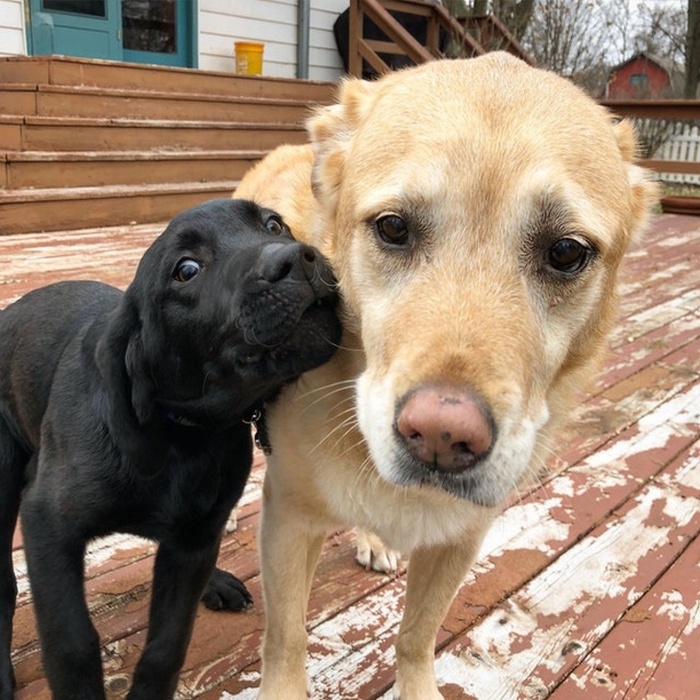 25 animais que contam uma história completa sem dizer uma palavra 8 Meu cachorro ao descobrir que não vai ser único mais na nossa vida.